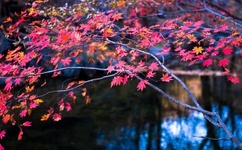 JEALOUSVUE日本成熟IPHONE69